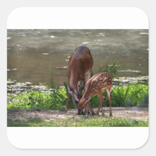 Mama Whitetail Deer and Fawn Square Sticker