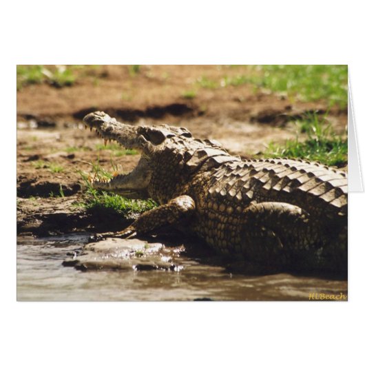 Mamba (Crocodile) Cards (Front Horizontal)