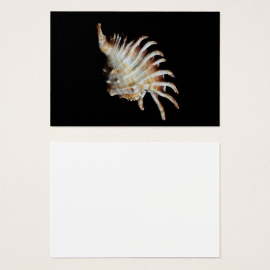 Mambeda Lambis Shell Spider (Front & Back)