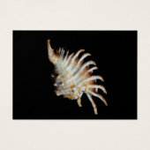 Mambeda Lambis Shell Spider (Front)