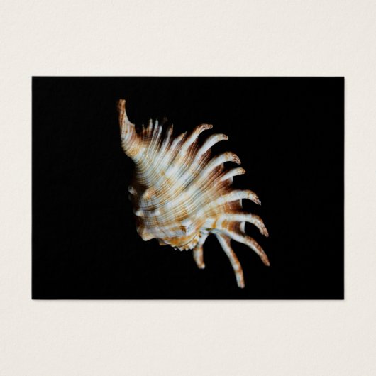 Mambeda Lambis Shell Spider (Front)