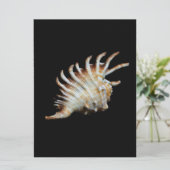 Mambeda Lambis Shell Spider (Standing Front)