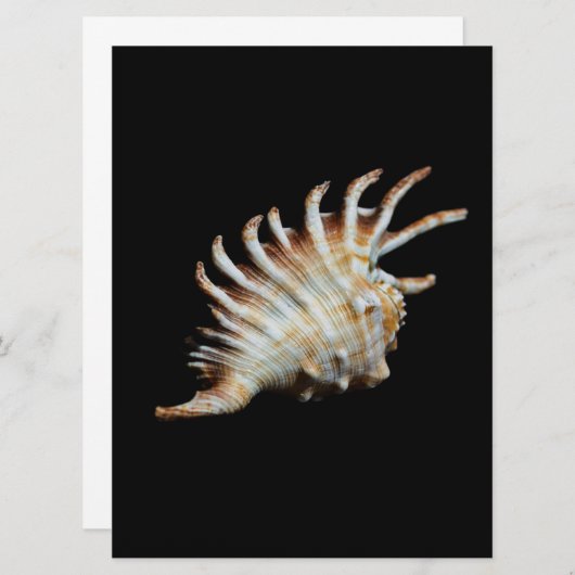 Mambeda Lambis Shell Spider (Front/Back)