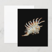 Mambeda Lambis Shell Spider (Front/Back)