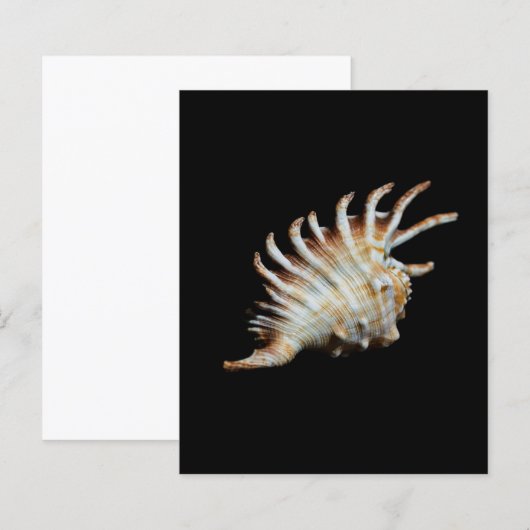 Mambeda Lambis Shell Spider (Front/Back)