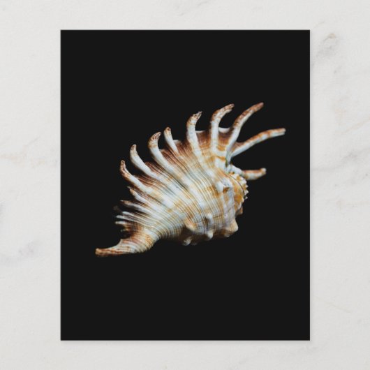 Mambeda Lambis Shell Spider (Front)