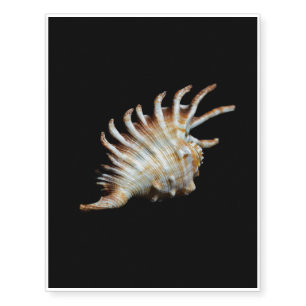 Mambeda Lambis Shell Spider Temporary Tattoos