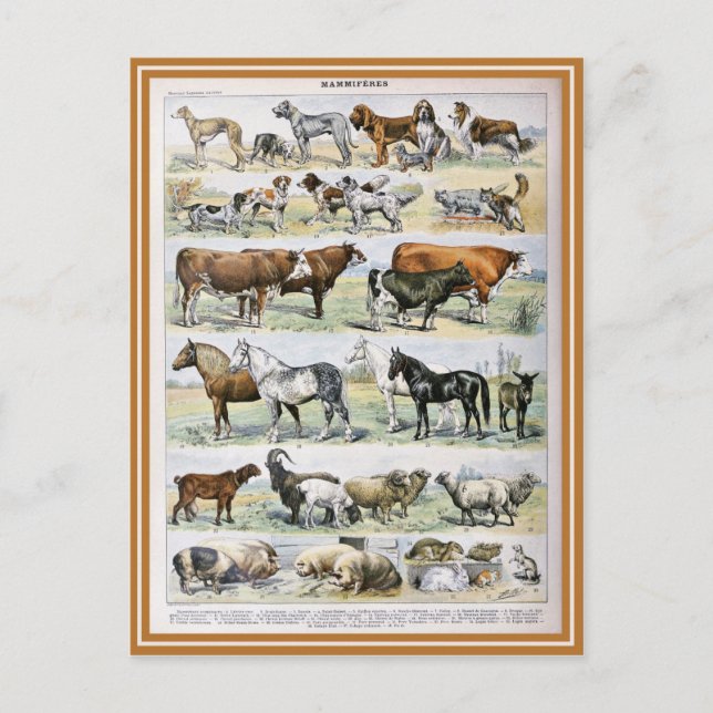 Mammal Dictionary Illustration Postcard (Front)