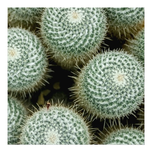 Mammillaria hahniana  photo print (Front)