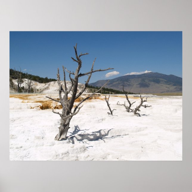 Mammoth Hot Springs Main Terrace Poster (Front)