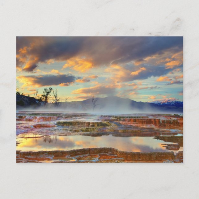 Mammoth Hot Springs Postcard (Front)