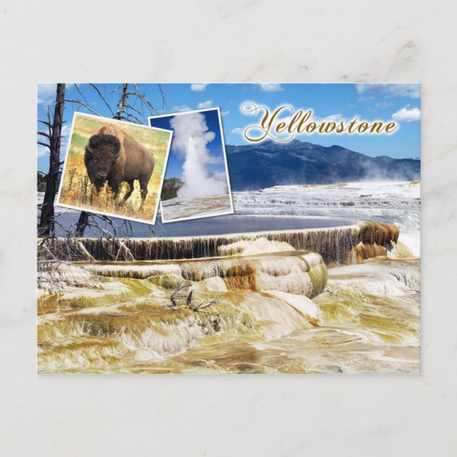 Mammoth Hot Springs, Yellowstone National Park Postcard (Front)