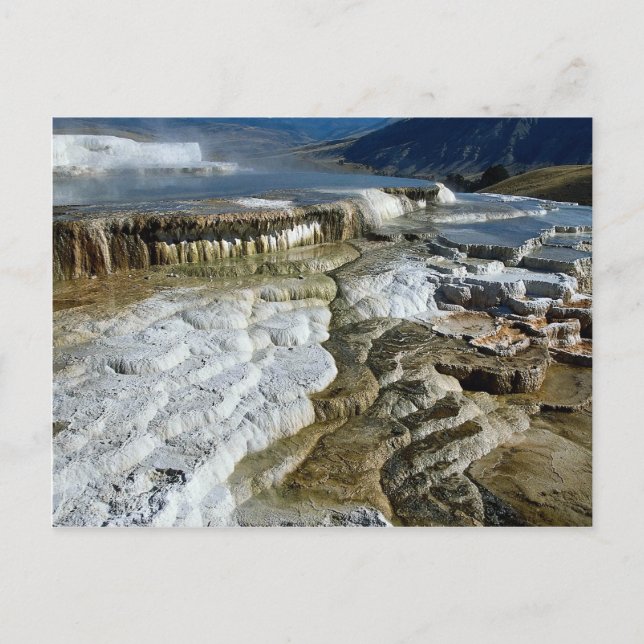Mammoth Hot Springs, Yellowstone National Park, Wy Postcard (Front)