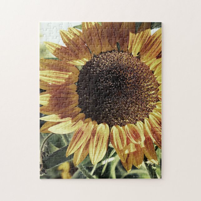 Mammoth Sunflower Photograph Jigsaw Puzzle (Vertical)