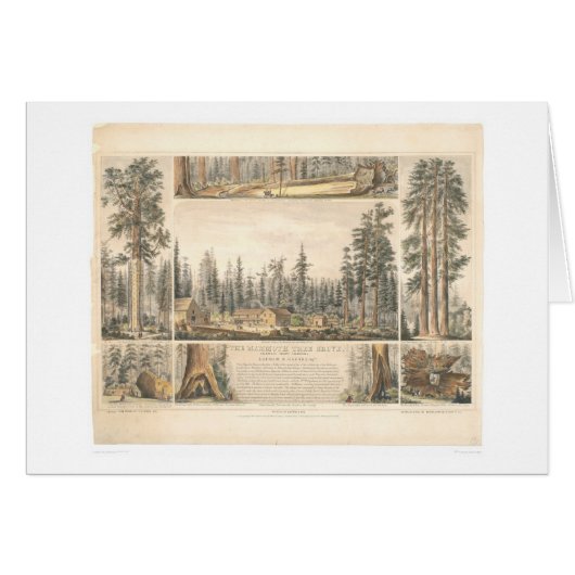 Mammoth Tree Grove (0976A) Cards (Front Horizontal)