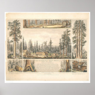 Mammoth Tree Grove (0976A) Poster