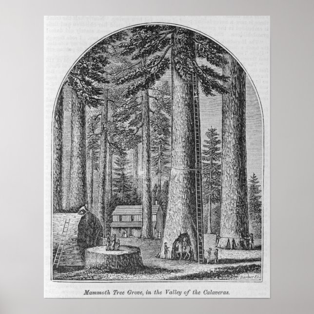 Mammoth tree grove in the Valley of the Poster (Front)