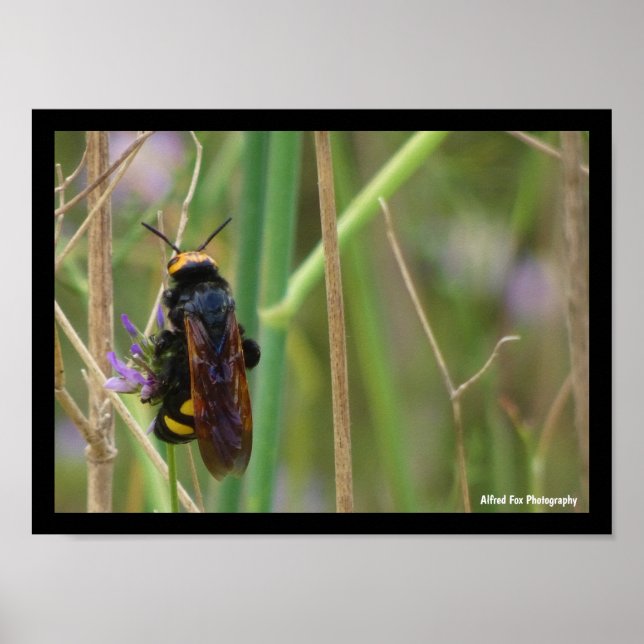 Mammoth Wasp on Stalk Poster (Front)