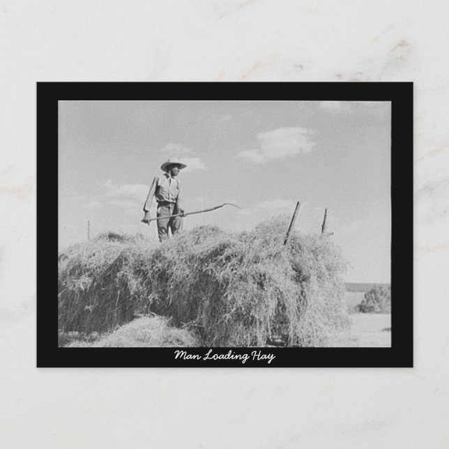 Man Loading Hay Postcard (Front)