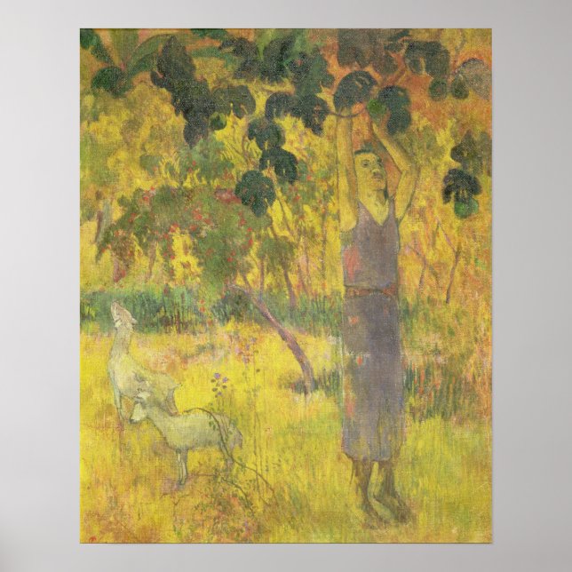 Man Picking Fruit from a Tree, 1897 Poster (Front)