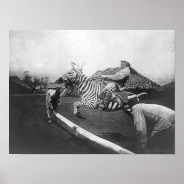 Man Riding Zebra Jumping Fence Photograph Poster (Front)