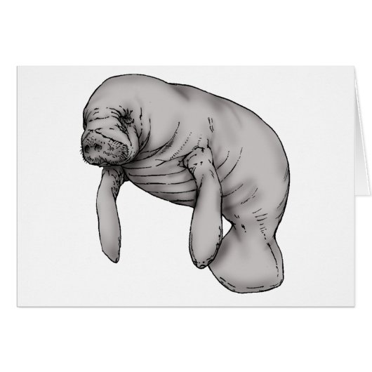 manatee art cards (Front Horizontal)