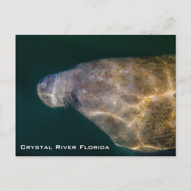 Manatee Crystal River Florida Postcard (Front)