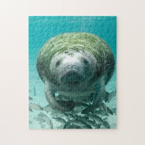 Manatee Florida Jigsaw Puzzle