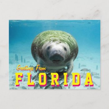 Manatee Florida Postcard by CHACKSTER at Zazzle