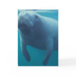 Manatee Greeting Card