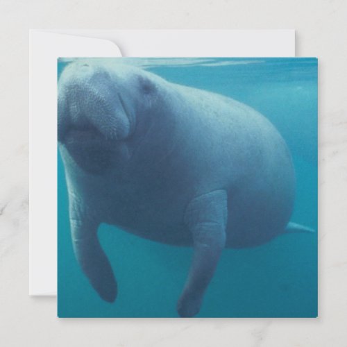 Manatee Invitation