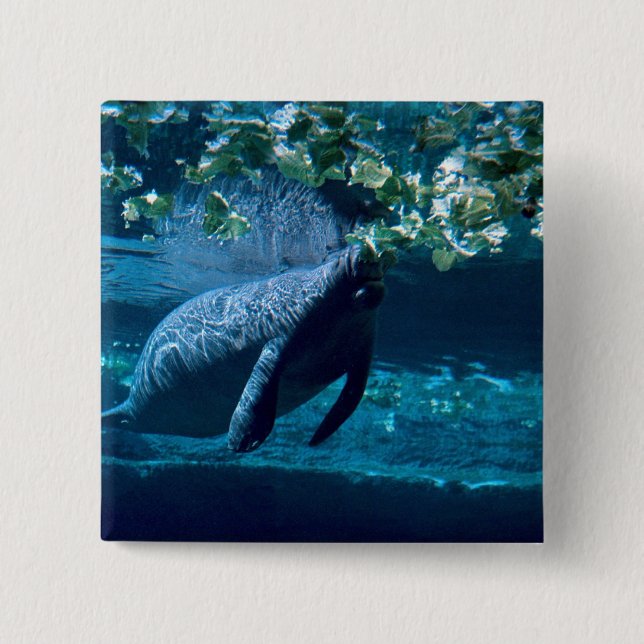 Manatee, Lowry Park Zoo, Tampa Bay, Florida, U.S.A Button (Front)