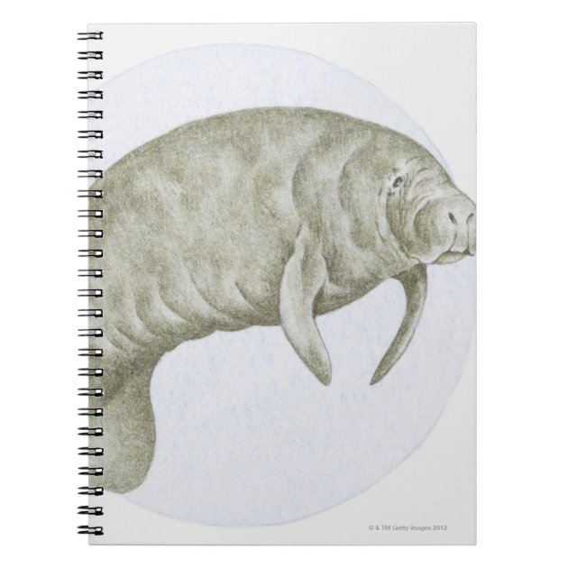 Walrus manatee drawing sea animals' Sticker | Spreadshirt