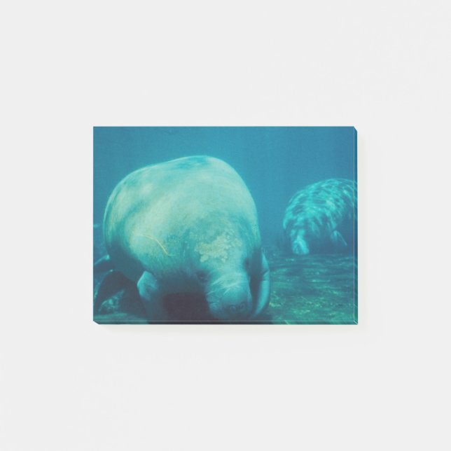 Manatee Photo Post-it Notes (Front)