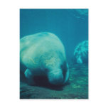 Manatee Photo Postcard