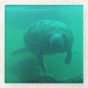 Manatee Photo Square Glass Coaster
