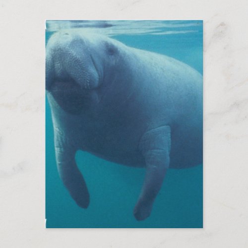 Manatee Postcard