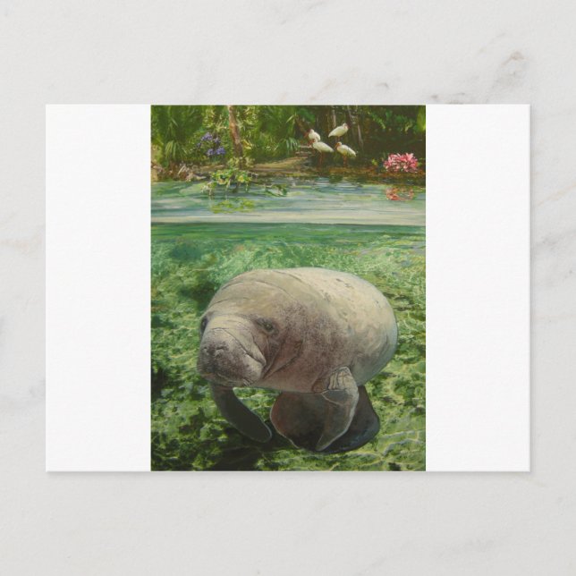MANATEE POSTCARD (Front)