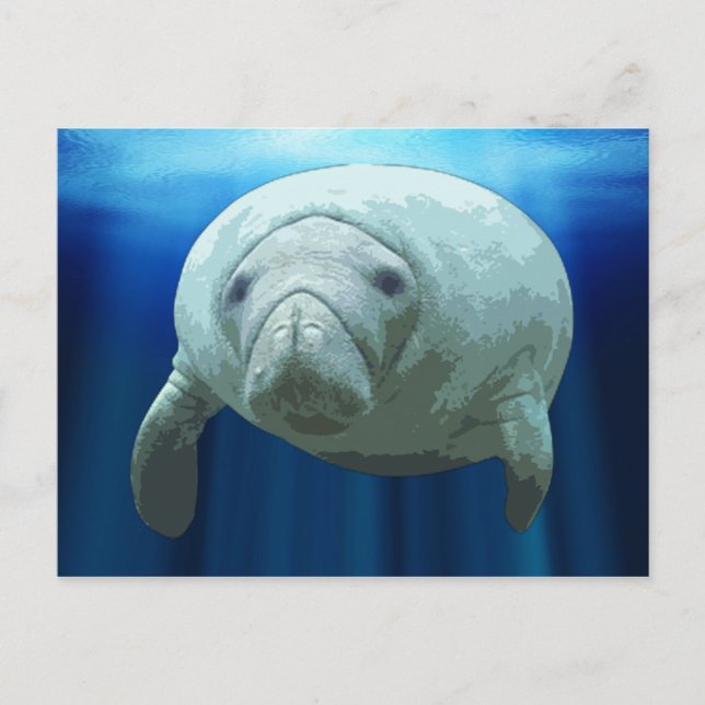 Manatee Postcards (Front)
