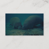 Manatee Rooting in Sand Business Card (Back)