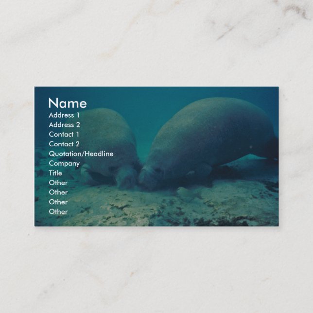 Manatee Rooting in Sand Business Card (Front)