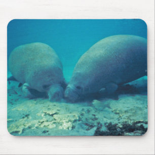 Manatee Rooting in Sand Mouse Pad