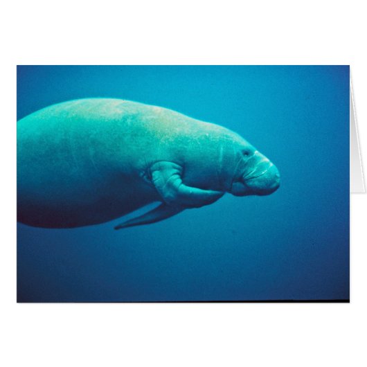 Manatee Scratching Cards (Front Horizontal)