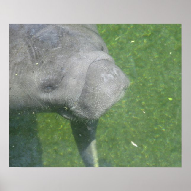 Manatee Smiles Poster (Front)