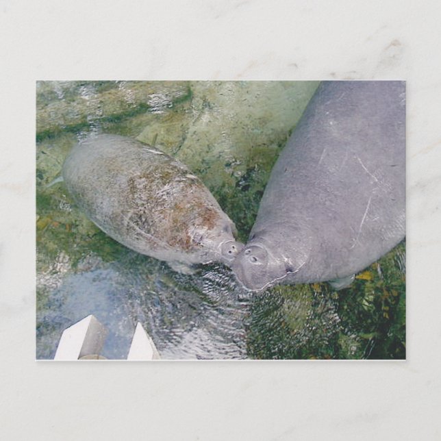 Manatee Smooch Post card (Front)