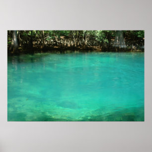 Manatee Spring Print