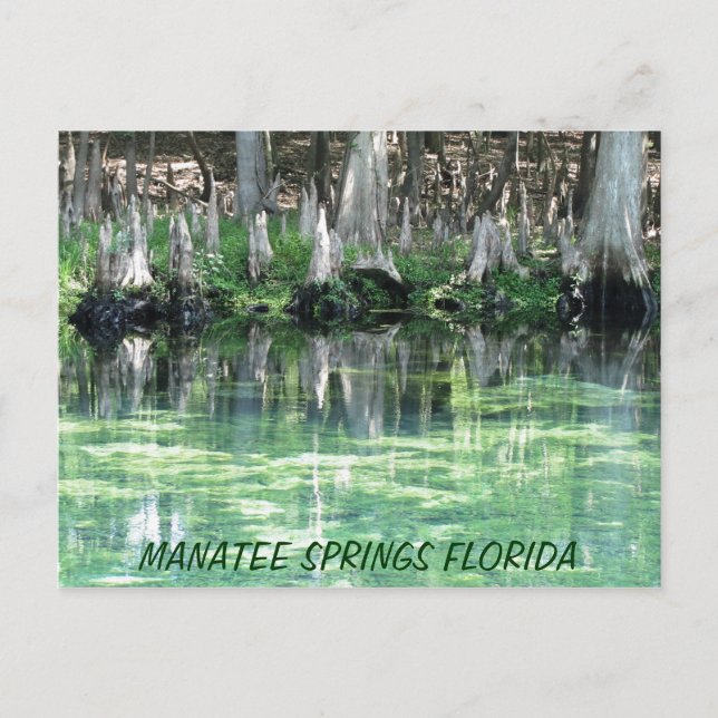 Manatee Springs Fl Postcard (Front)