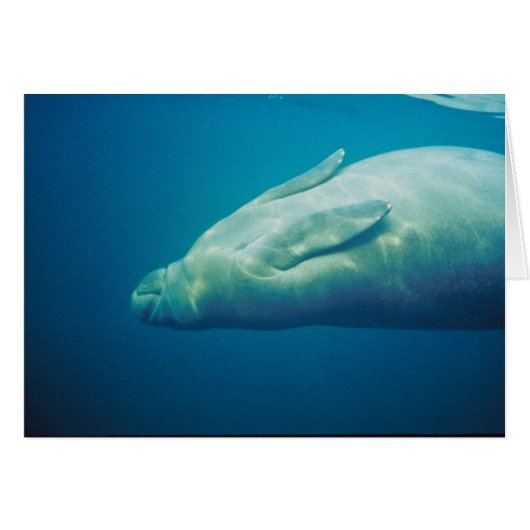 Manatee Stretching Cards (Front Horizontal)