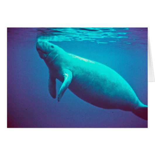 Manatee Surfacing to Breathe Cards (Front Horizontal)