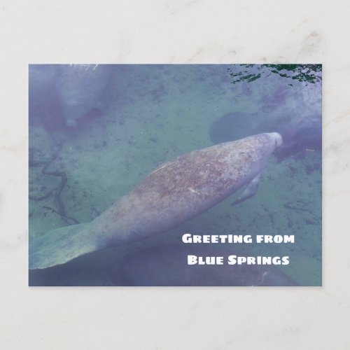 Manatee Swimming Florida Blue Springs Personalize Postcard